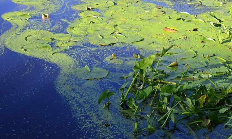 How Can Plants Filter Water? 