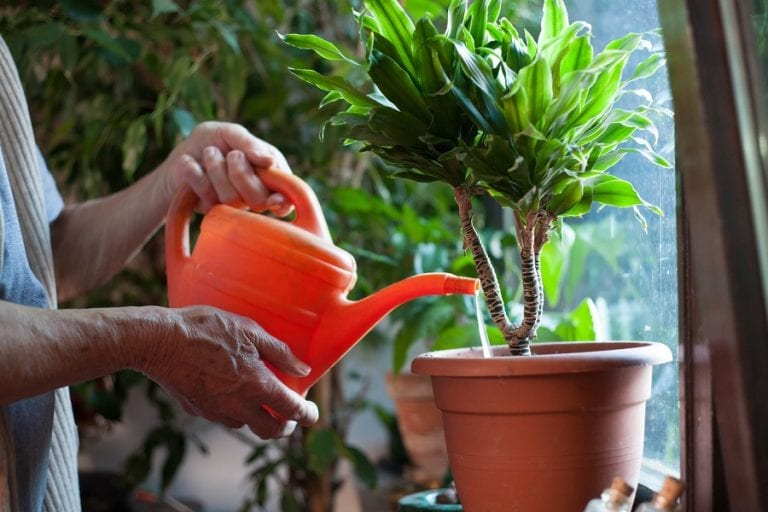 can-i-filter-water-with-house-plants