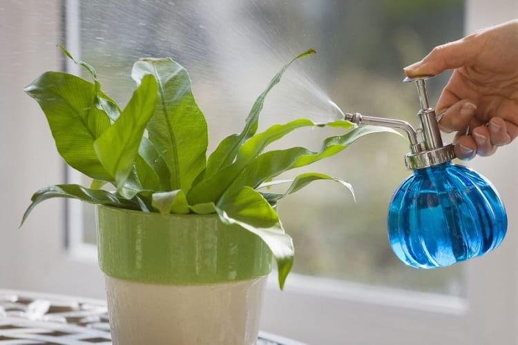 Should You Use Filtered Water for Watering Your Indoor Plants? 