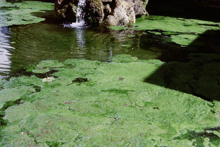 How Can You Effectively and Safely Eliminate Nitrates from The Pond?