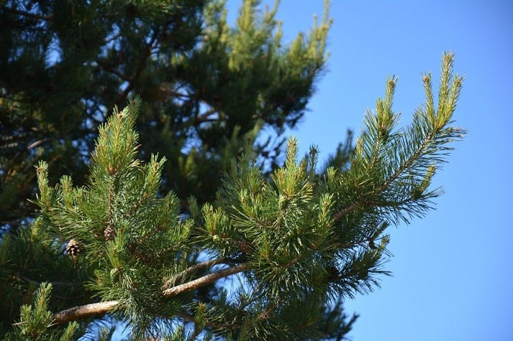 PINE TREE