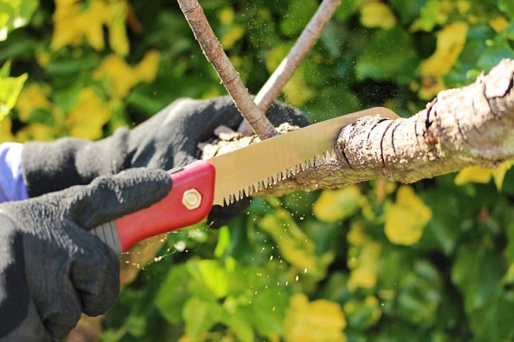 #10 Folding Pruning Saw